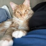 atlas cat