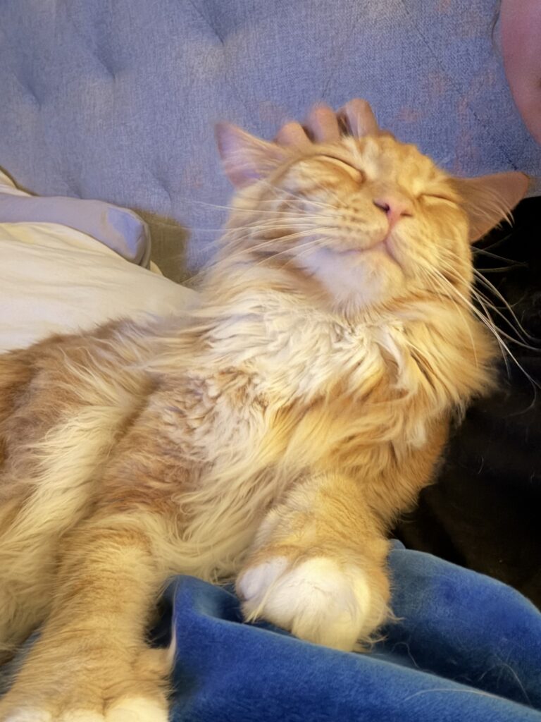 atlas getting scratches.