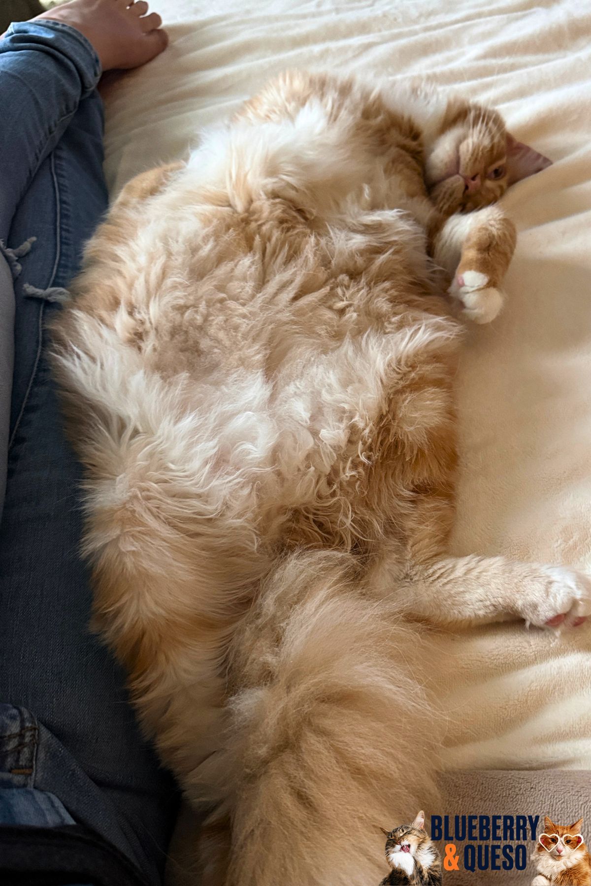 atlas the cat