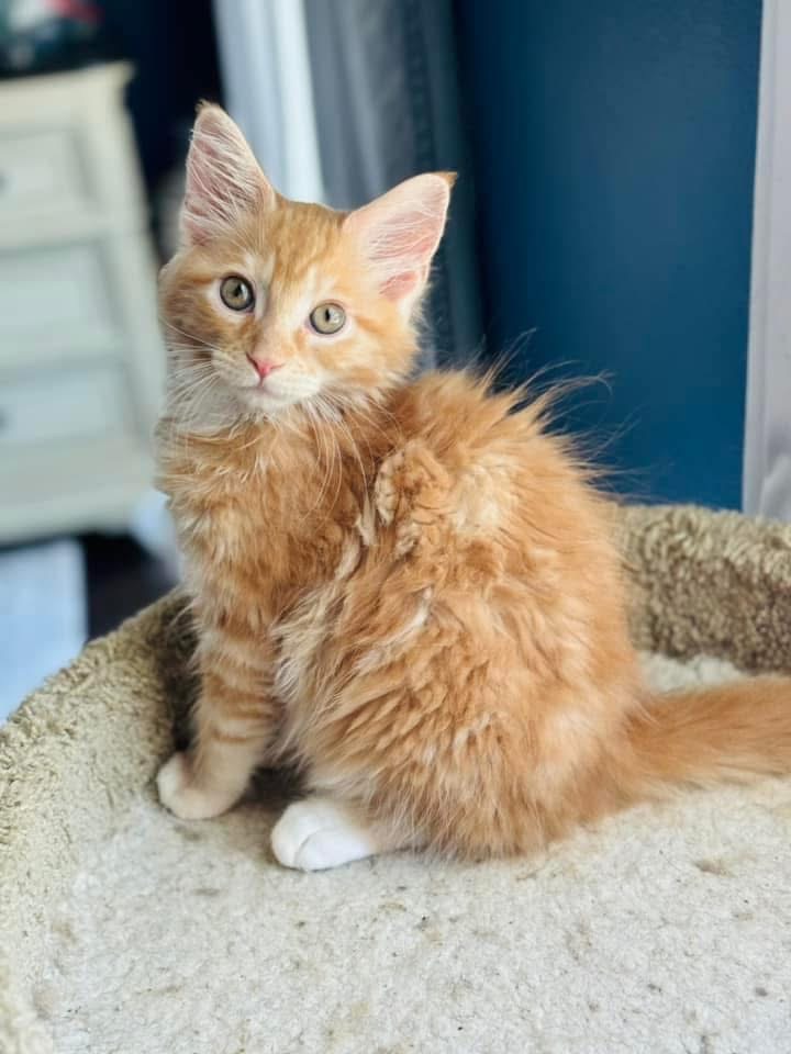 baby atlas.