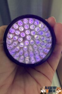 blacklight for cat pee