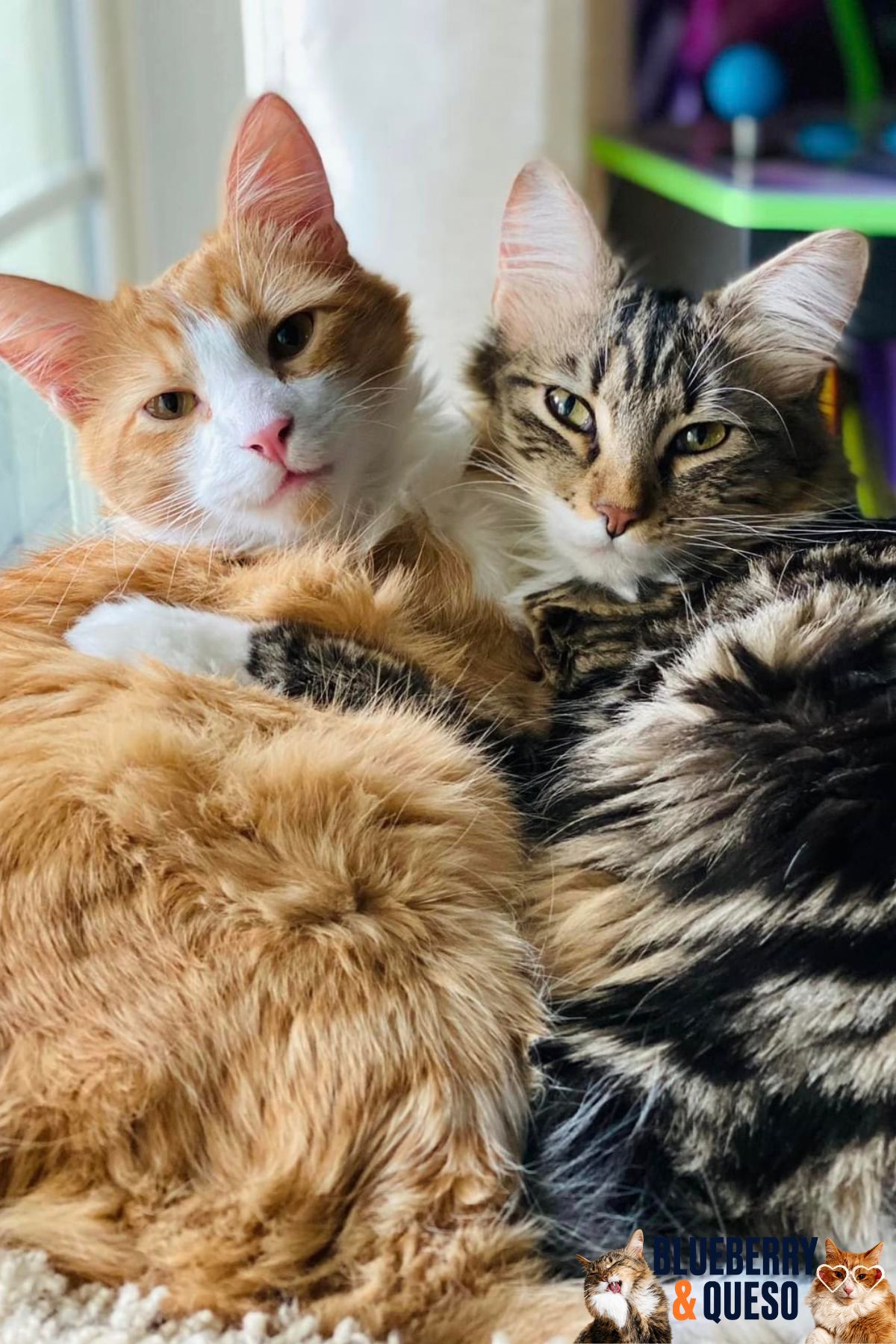 blueberry and queso hugging
