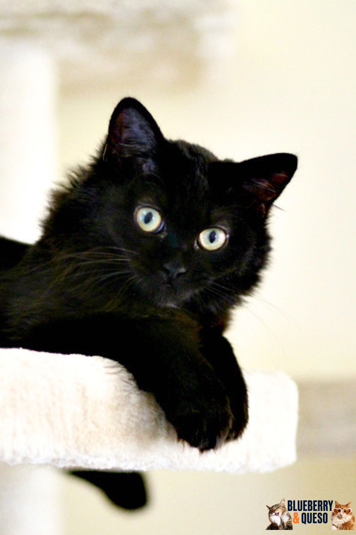 cocoa puff the cat