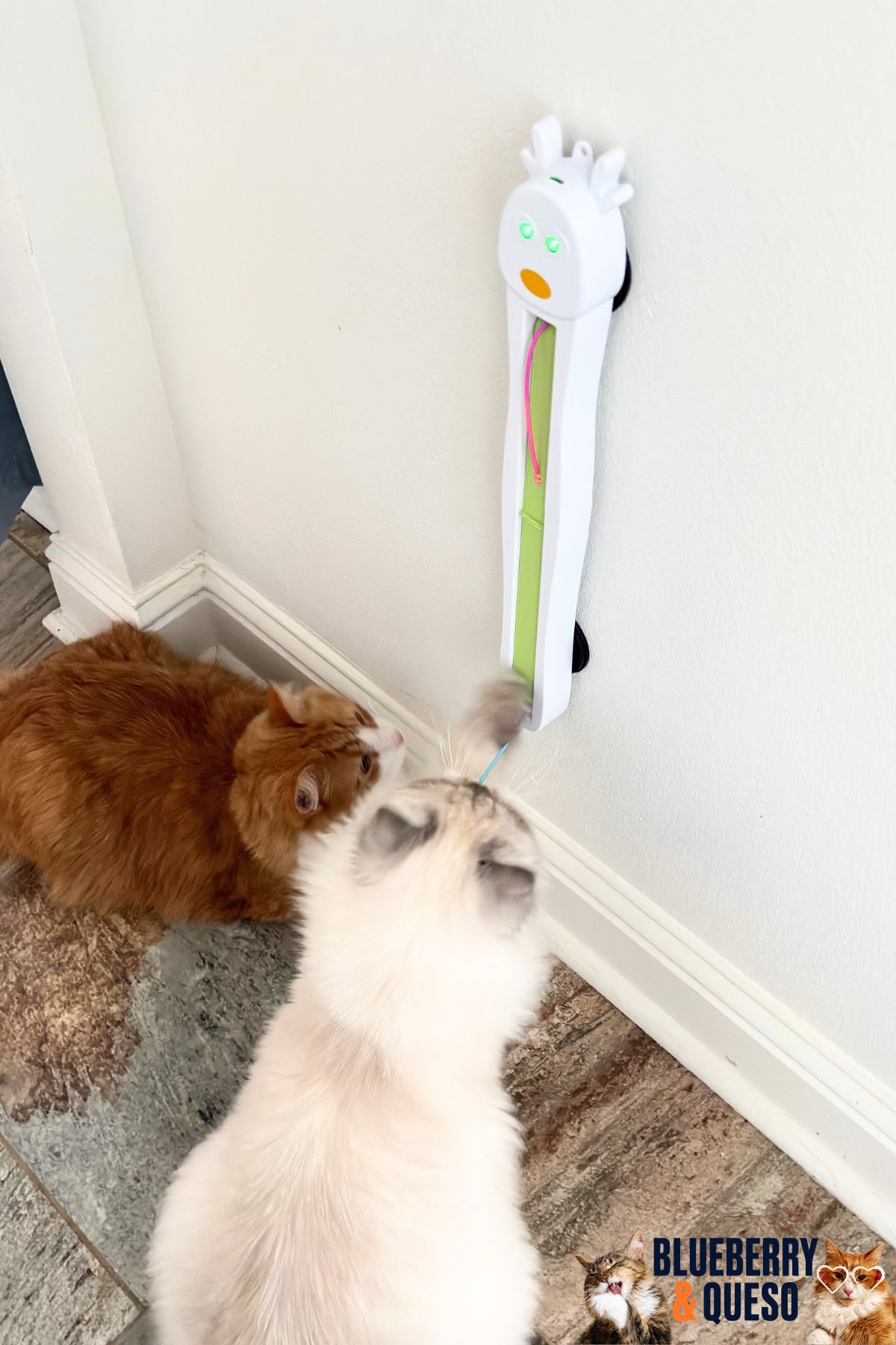 door mount cat toy