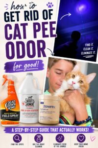 best method to get rid of cat pee