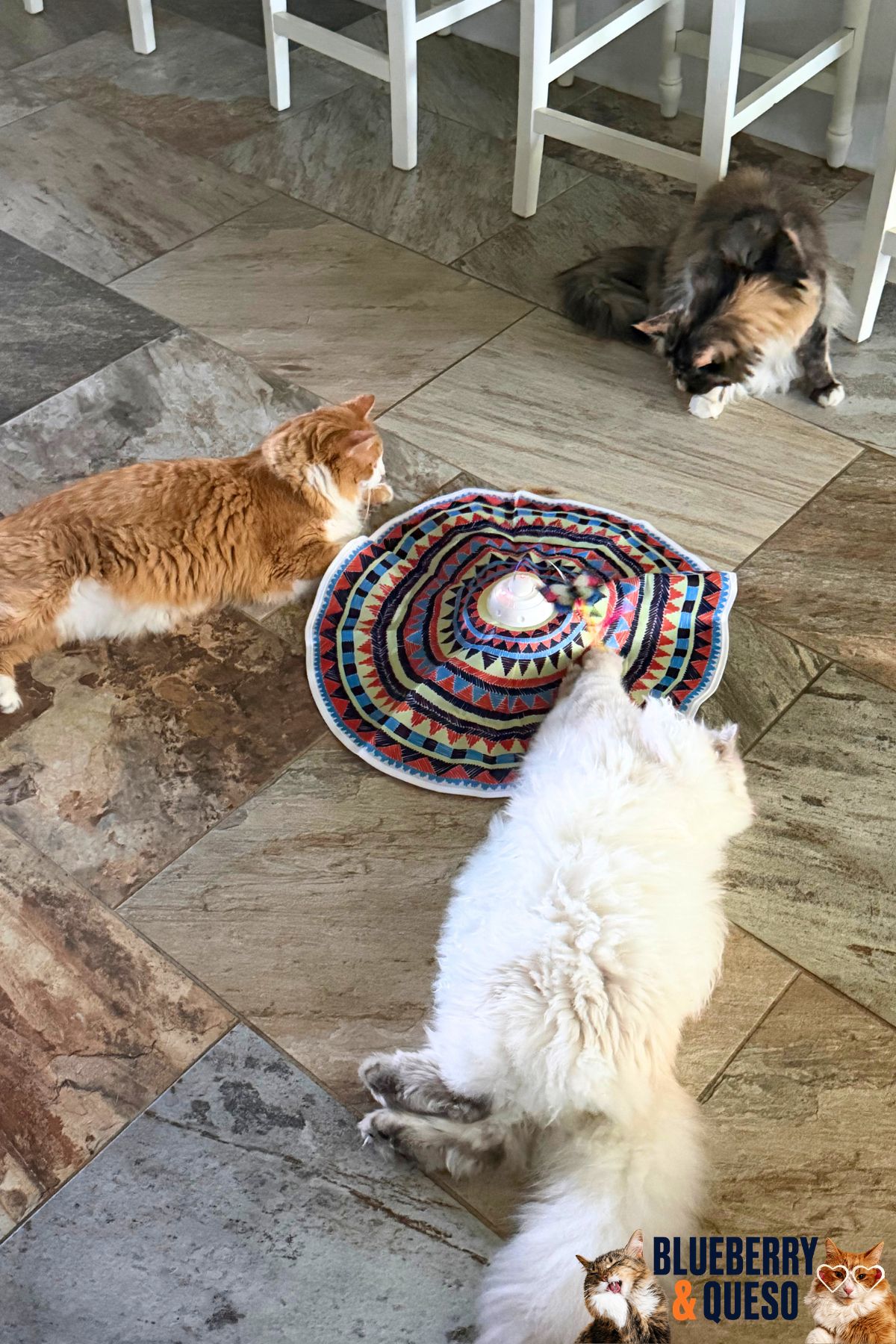 hide and seek cat toy