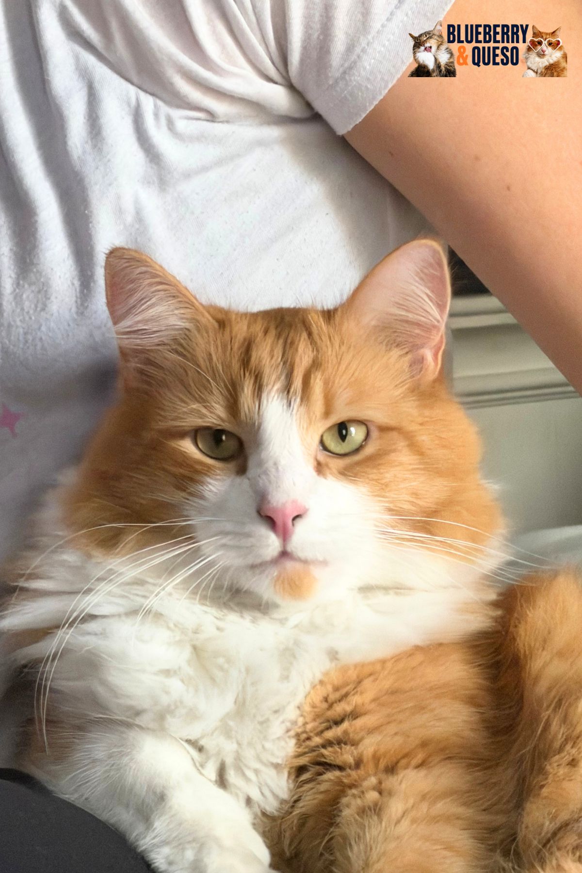 queso on a lap