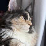 mystique cat