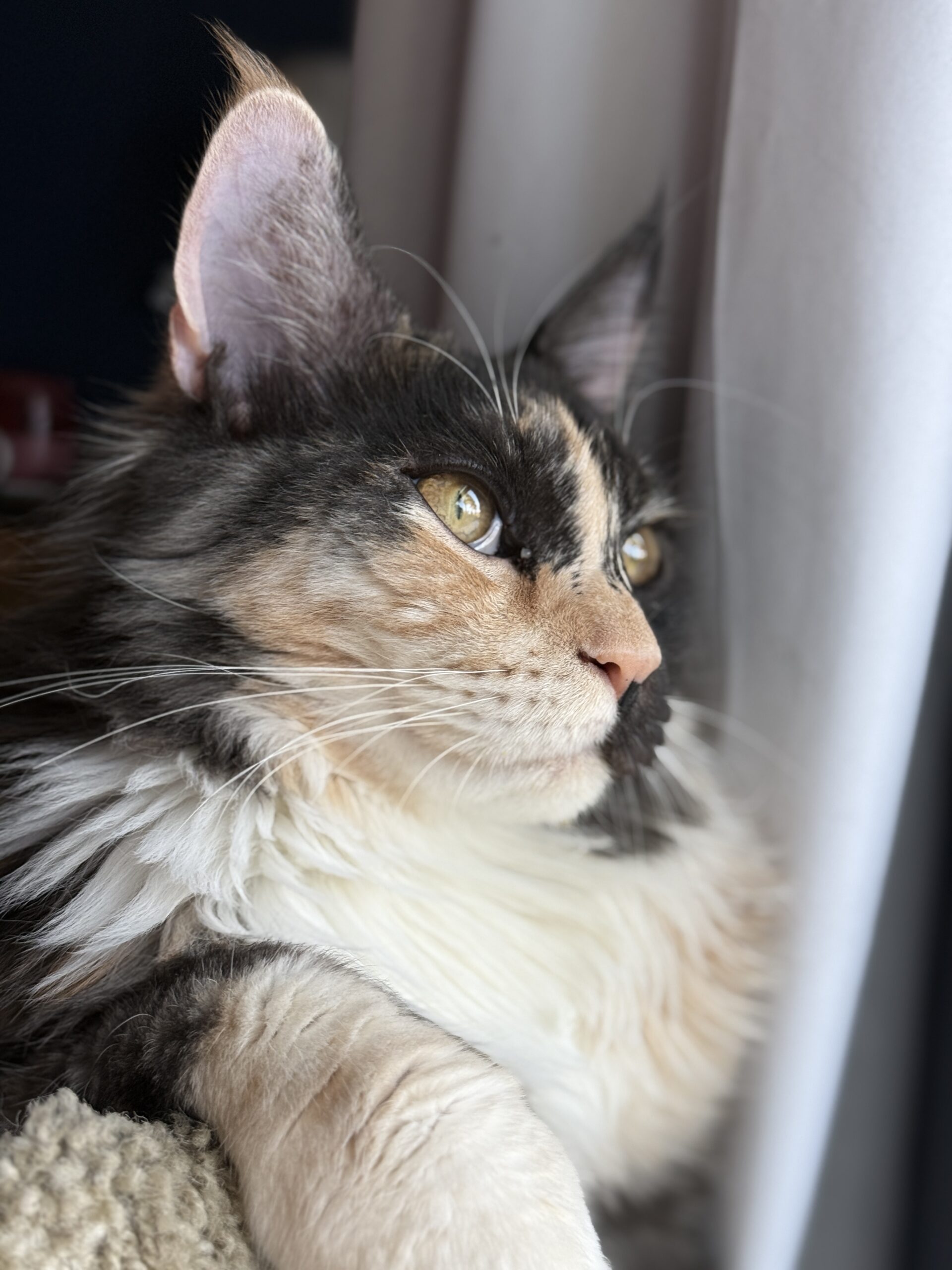 mystique cat