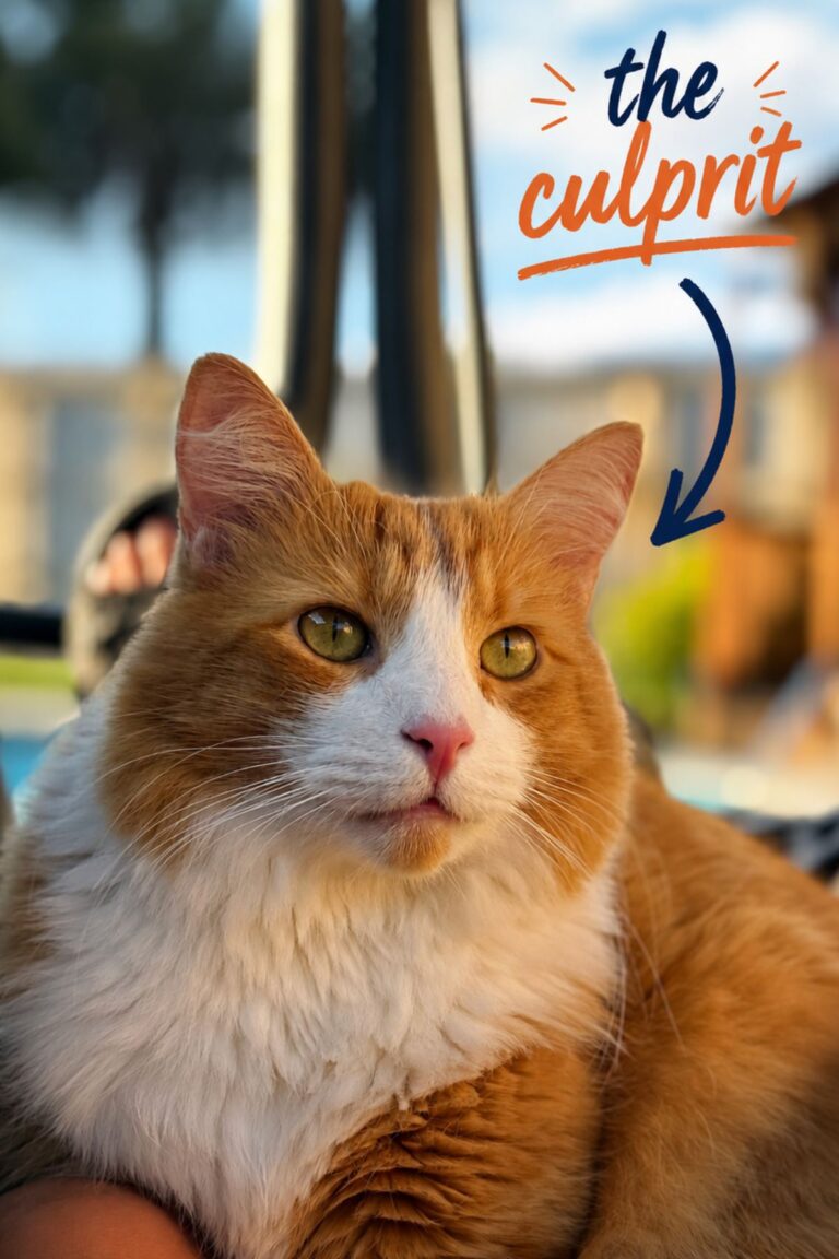 queso pees on things.