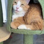 meet queso
