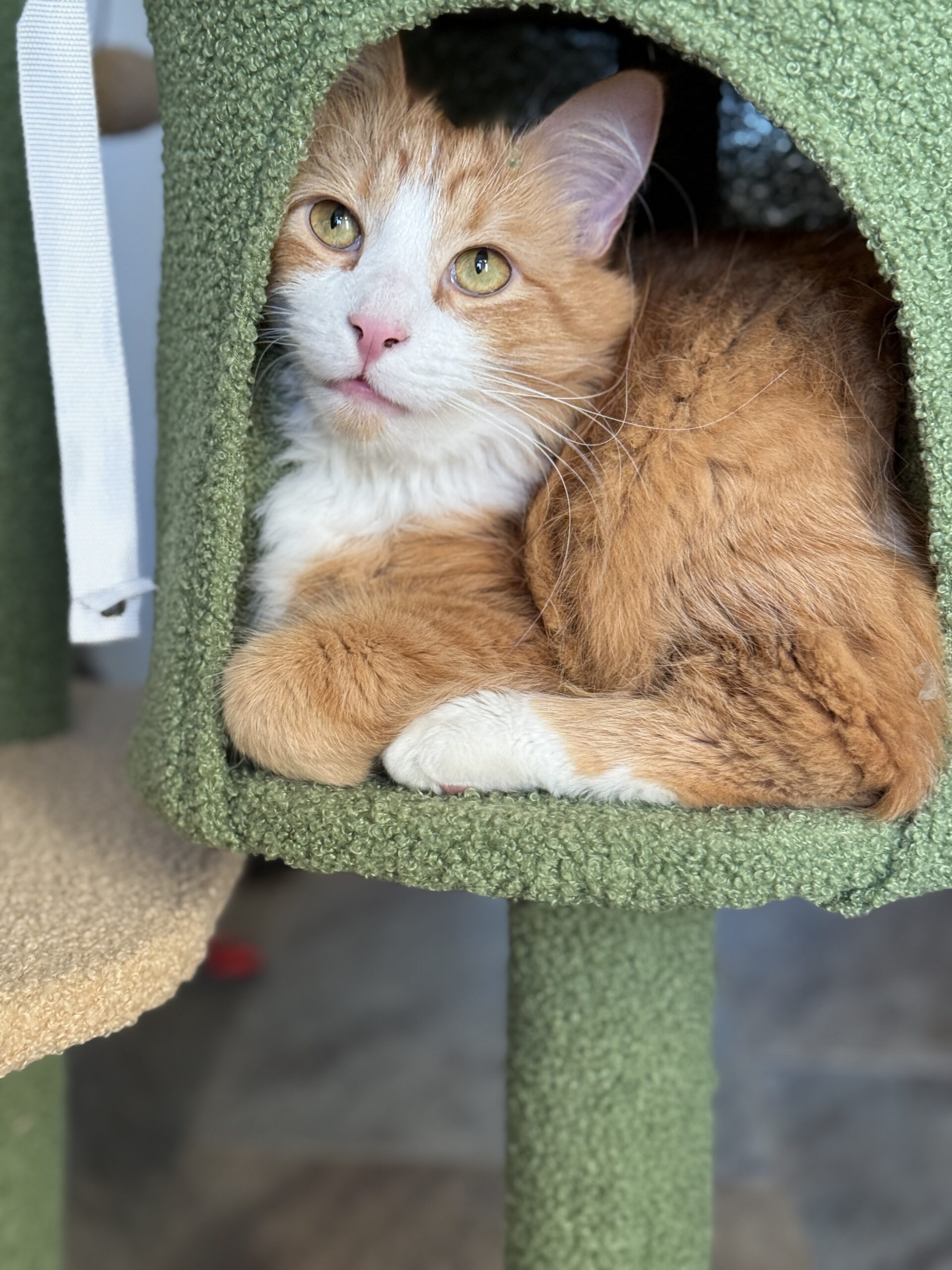 meet queso