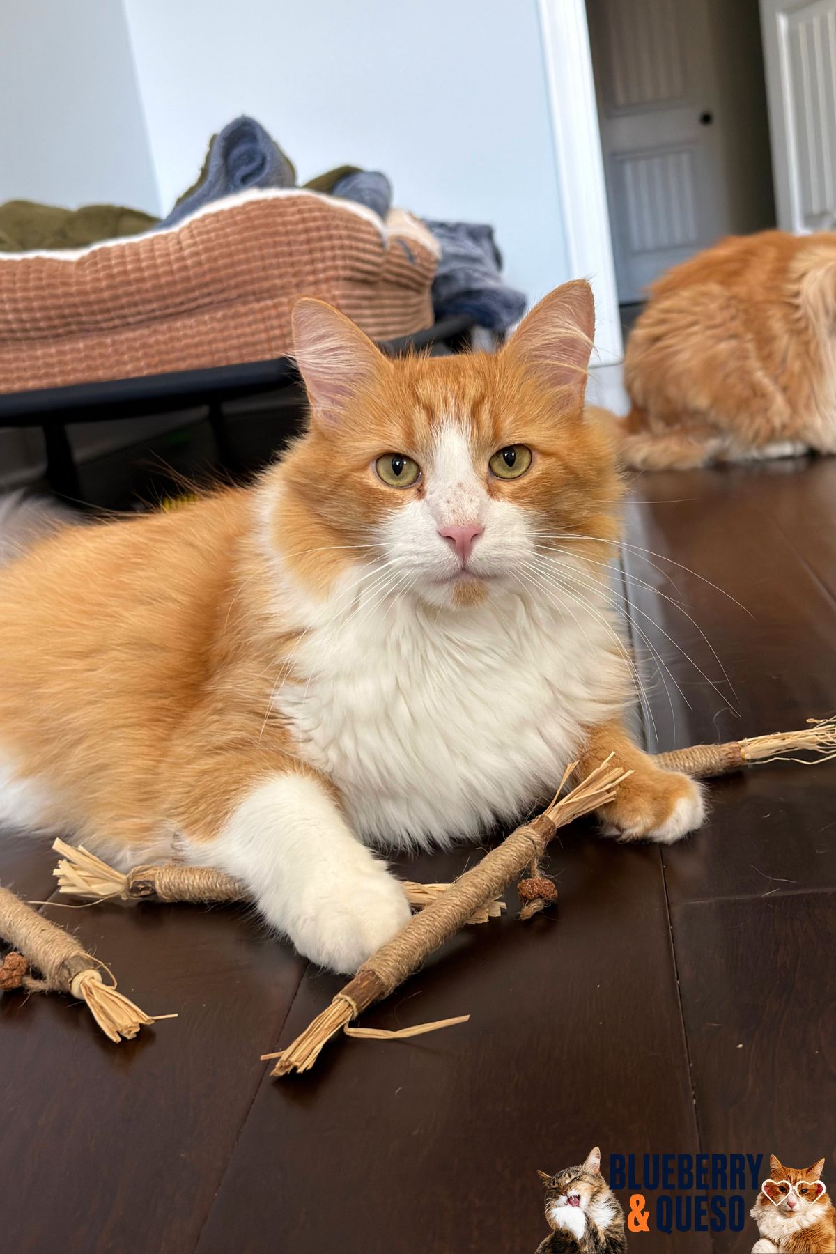 silvervine cat toys