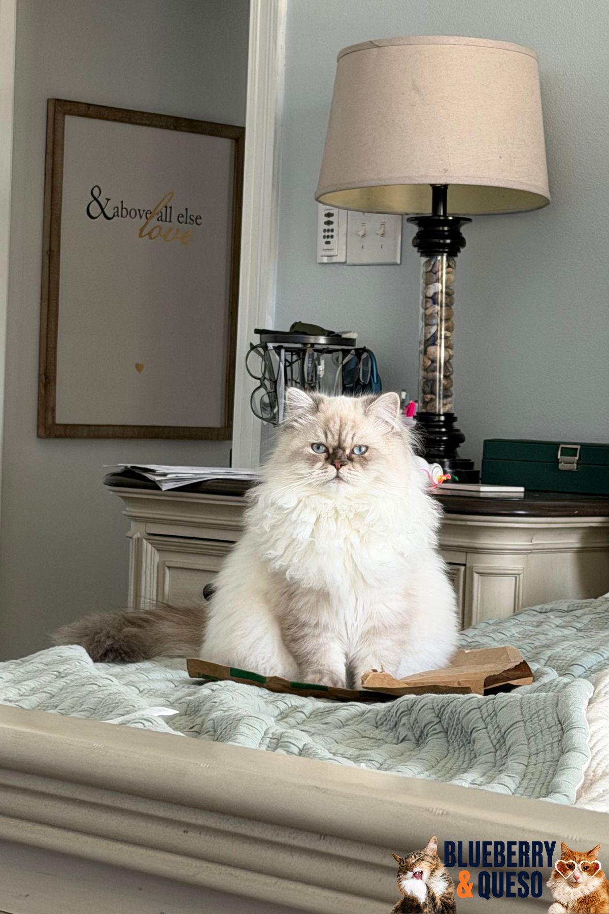 tofu fluffy butt