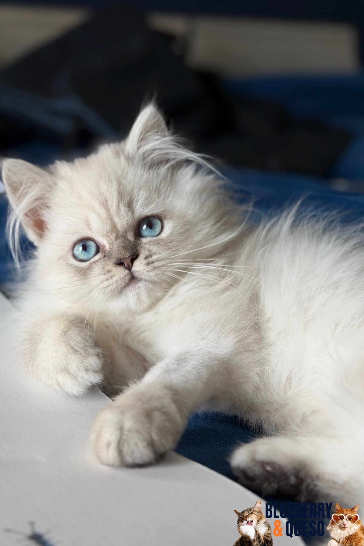 tofu the cat