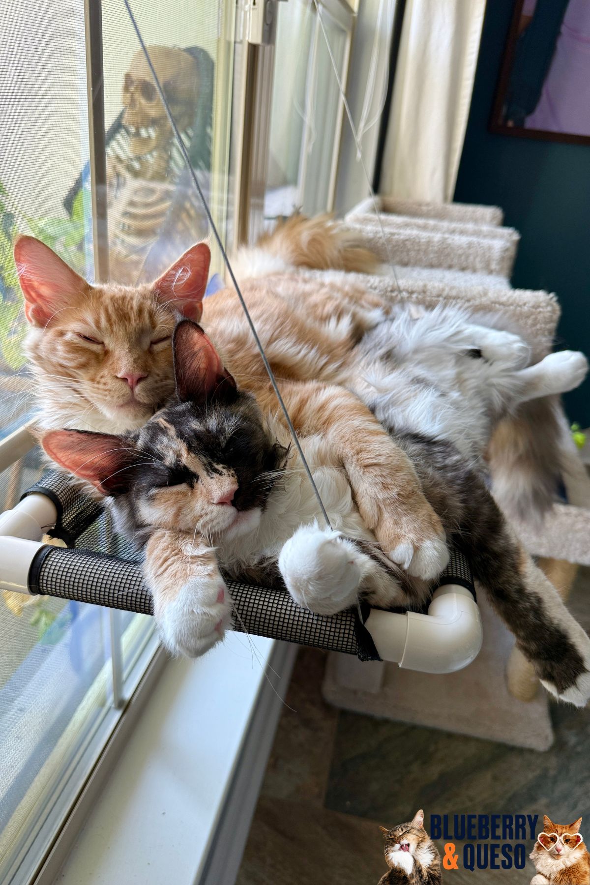 sibling cats