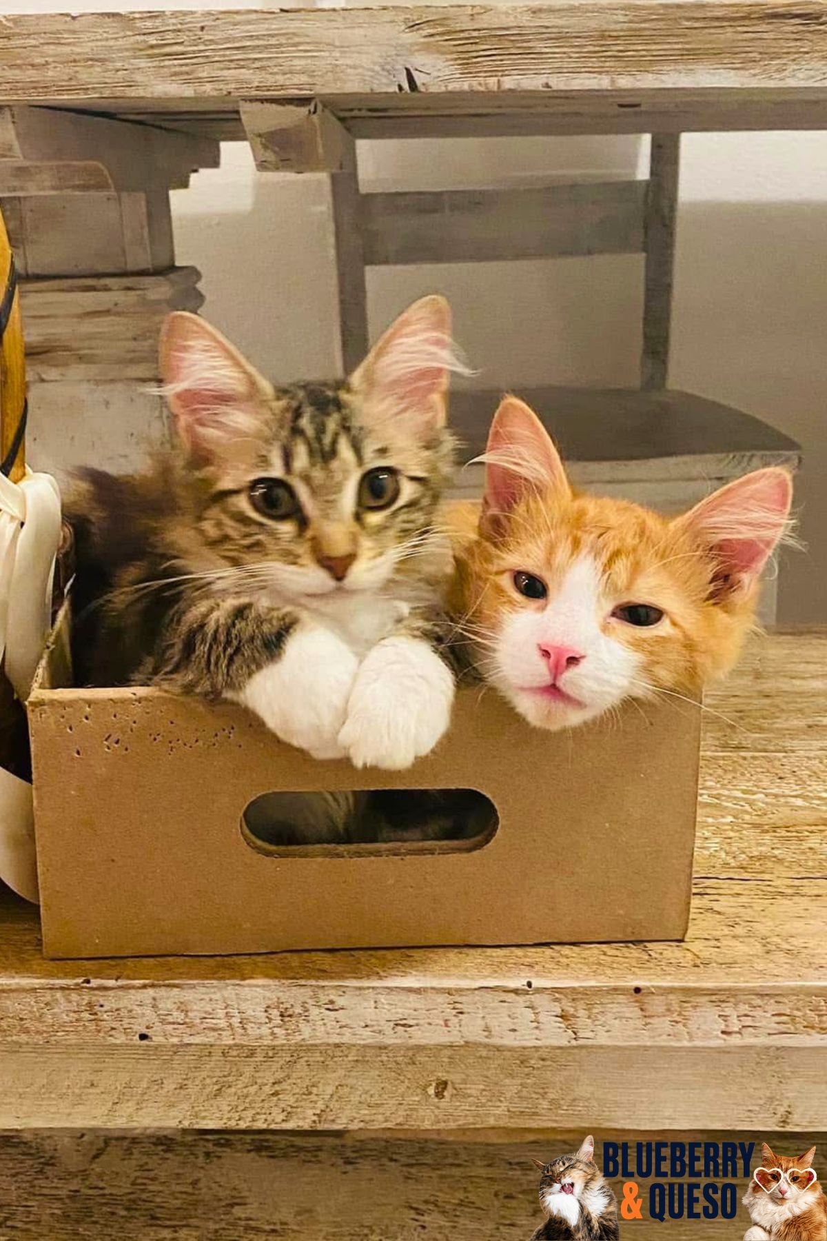cats in a box.