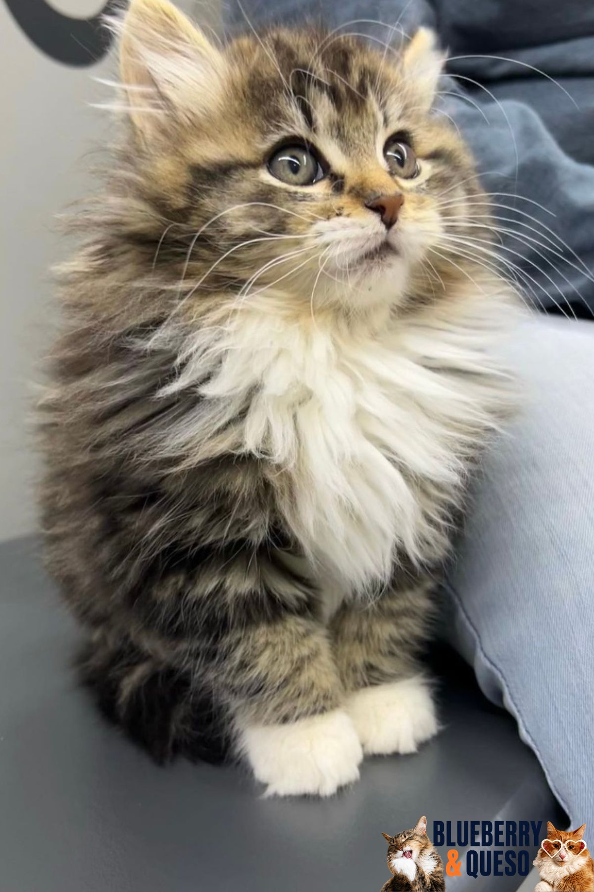 ragamuffin kitten blueberry