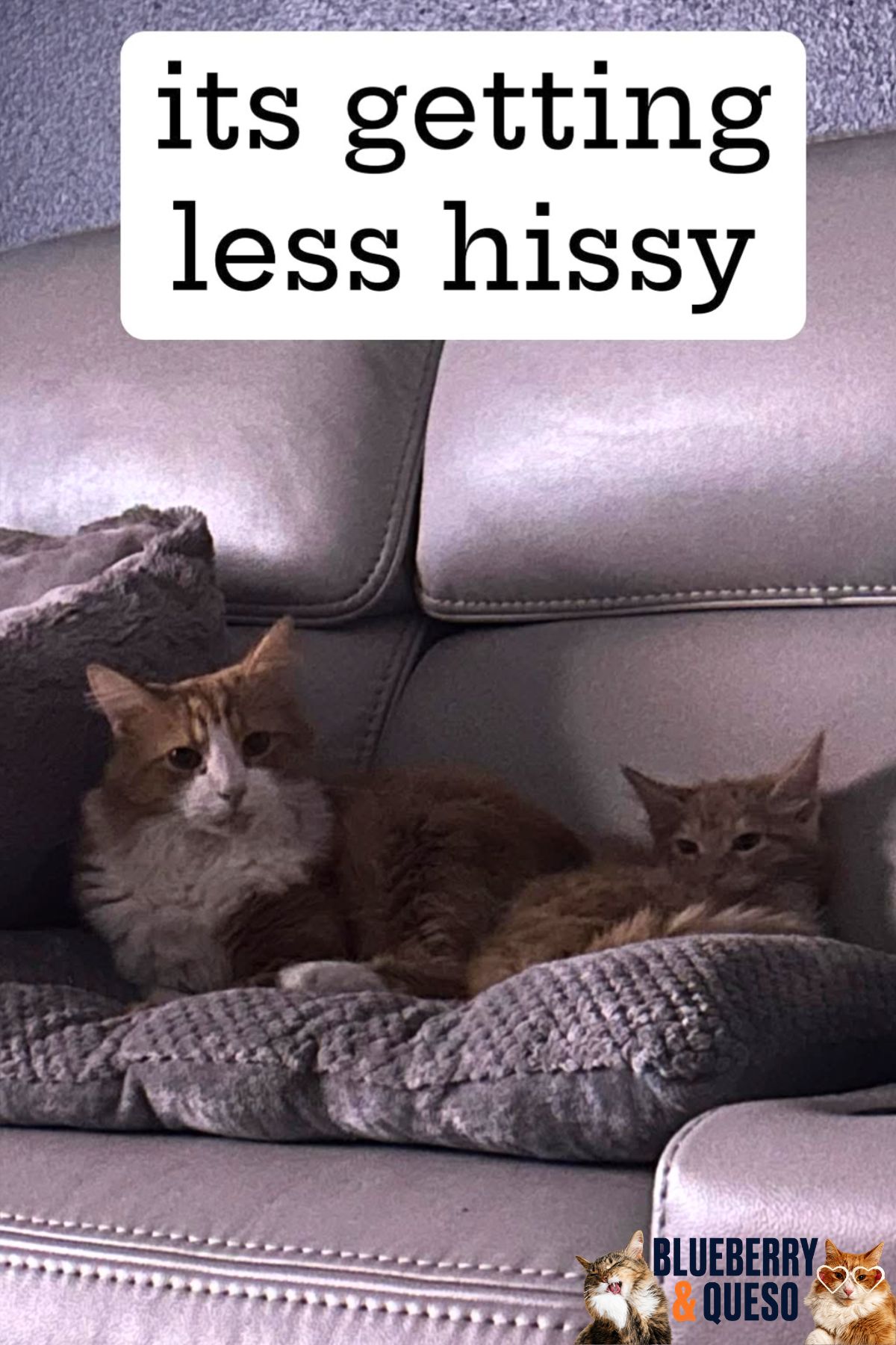 cats together