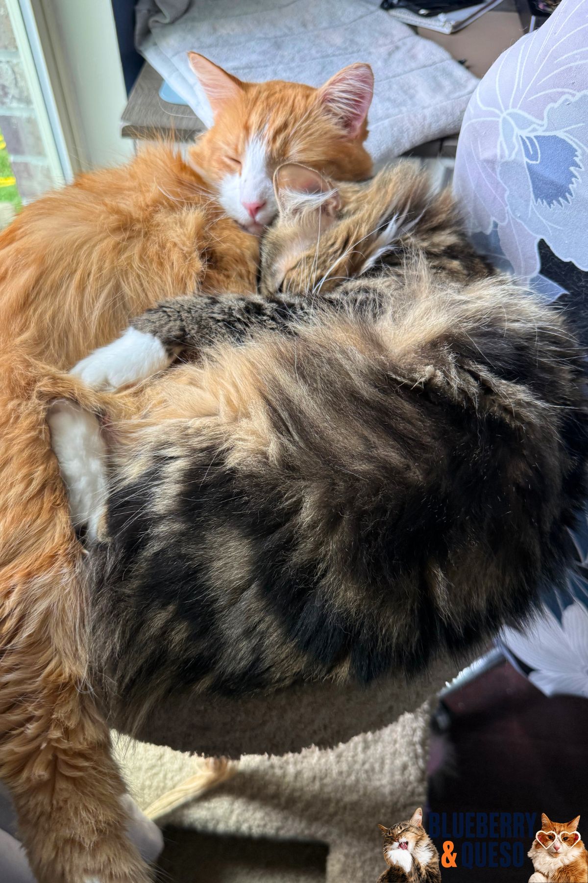 queso and blueberry together