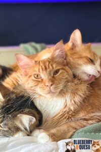 trio of cats getting along
