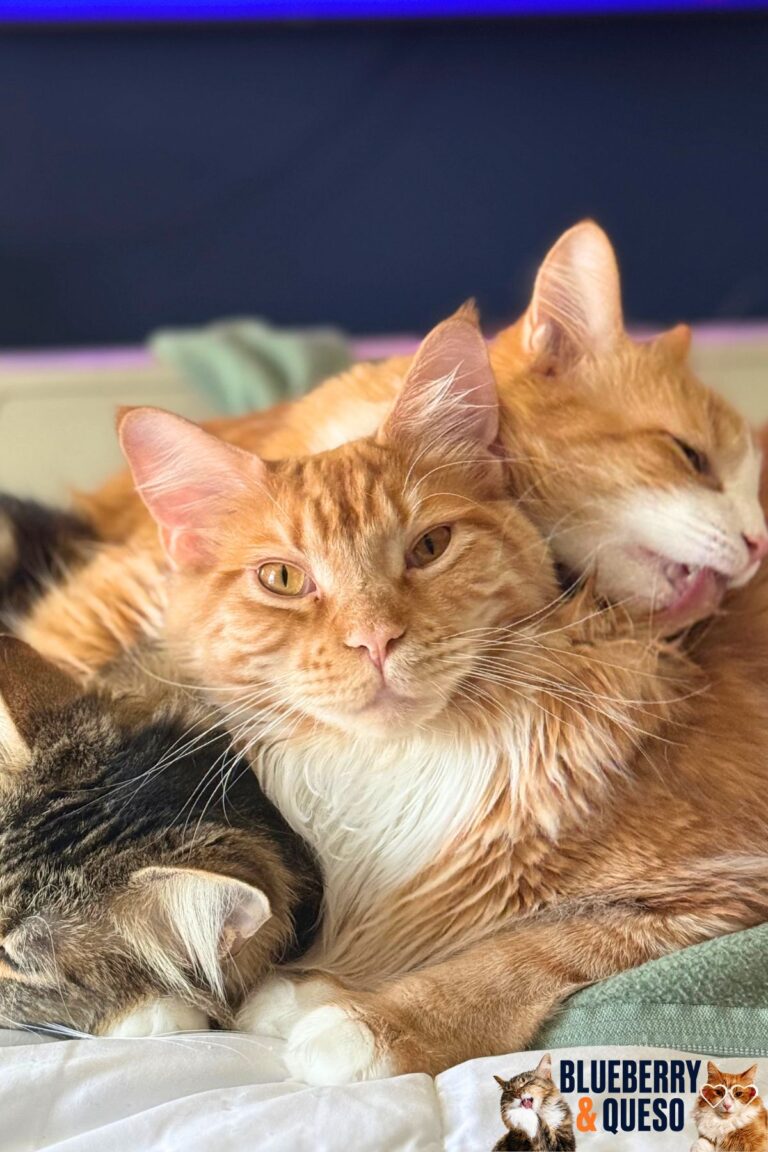 trio of cats getting along